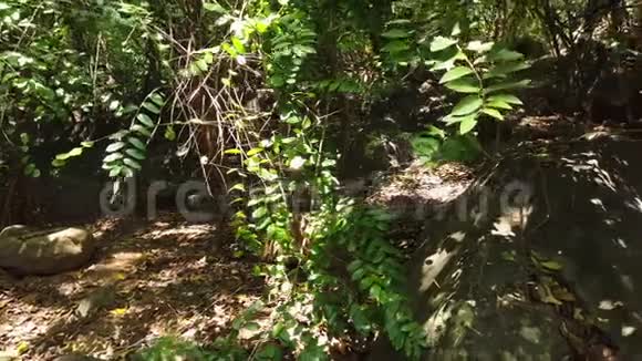 费尔南多德诺罗尼亚伯南布哥巴西2019年7月美丽的热带森林小径有巨大的树木和岩石火山视频的预览图