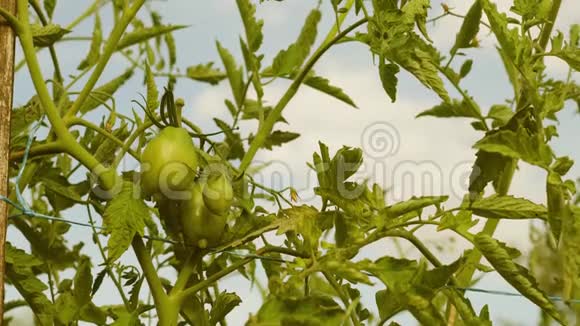 绿西红柿成熟在灌木的枝条上未成熟的西红柿在农民种植园特写番茄植株中的叶etus视频的预览图
