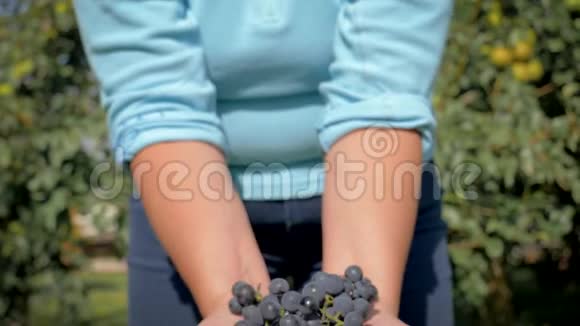 农民园丁的双手握着一只的一只熟黑葡萄视频的预览图