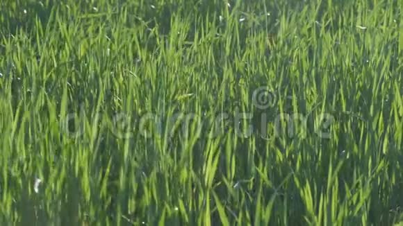 在一个可爱的下午绿色的小麦在微风中缓慢地舞动视频的预览图