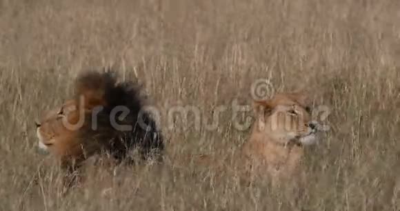 非洲狮豹狮子男女站在干草地上肯尼亚内罗毕公园实时视频的预览图