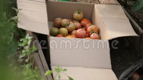 把新鲜的西红柿扔进温室的盒子里视频的预览图