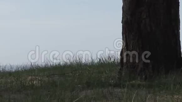 芬兰海湾岸边的老松树视频的预览图