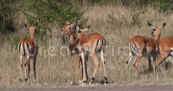 Impalaamelampus女性Herd肯尼亚马赛马拉公园GroomingRealTime视频的预览图