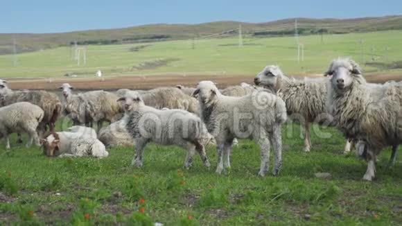 羊毛羊在夏天穿过群山动物肖像视频的预览图