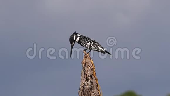 派翠鸟塞莱尔鲁迪斯成人站在死树上巴林戈湖肯尼亚视频的预览图