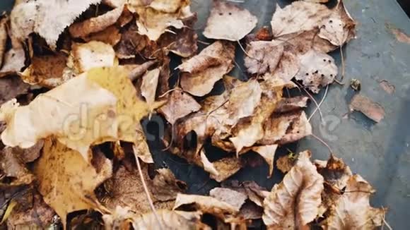 枯黄的秋叶从一棵树上飘落在一张金属桌子上快关门视频的预览图