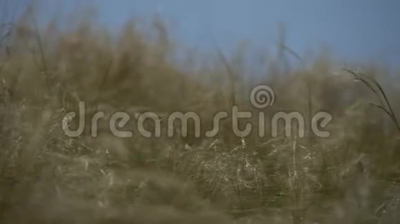 热带的高草随风在蓝天上飞舞特写镜头视频的预览图
