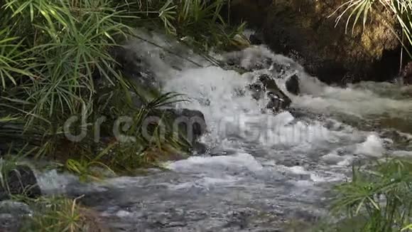 肯尼亚茨沃西公园Mzima泉瀑布视频的预览图