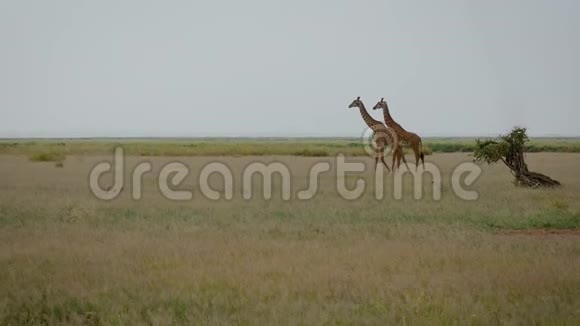 两只野生非洲长颈鹿优雅地行走在草原平原上视频的预览图
