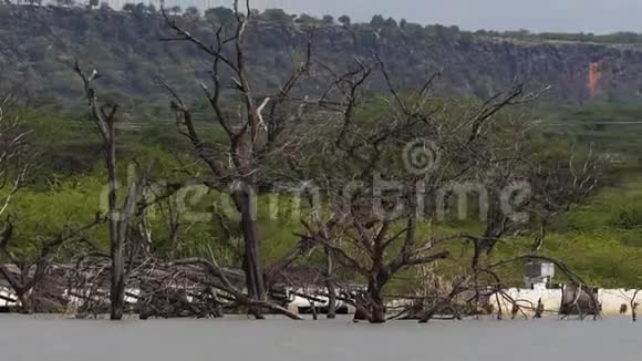 巴林戈湖景观显示上升水域与枯树和沉没的房屋肯尼亚视频的预览图