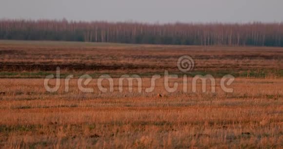 白俄罗斯春天田野里的鹞或马戏团青鸟在欧亚大陆成年雄性有时视频的预览图