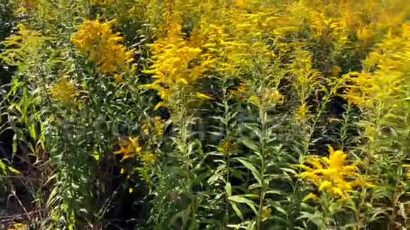 一个美丽的黄色花丛的慢动作视频视频的预览图