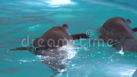 几只海豚在游泳池里游泳望着外面的水视频的预览图