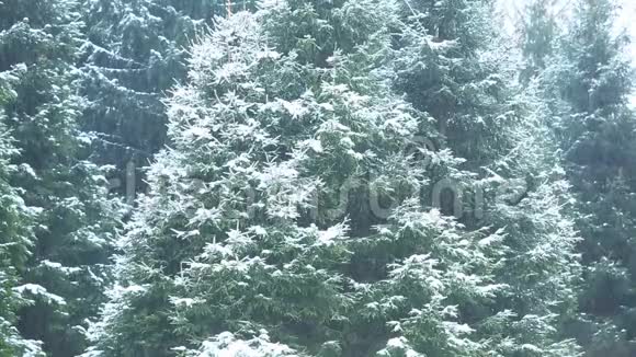 雪树背景下森林中的雪视频的预览图