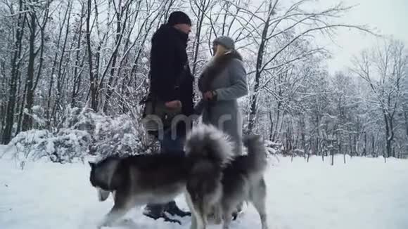 一对已婚夫妇带着哈士奇走着把他们绑在一个冬天的公园里好玩的狗在户外散步视频的预览图