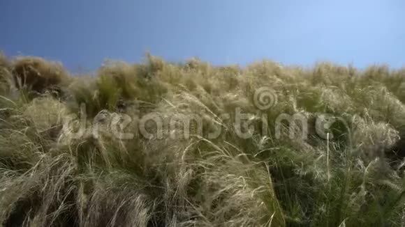 热带的高草随风在蓝天上飞舞特写镜头视频的预览图