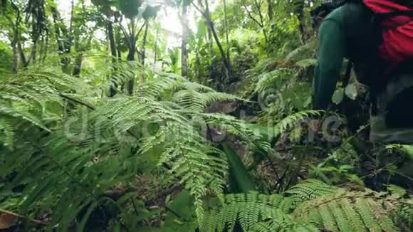 徒步旅行者带着背包在茂密的热带雨林中徒步旅行在丛林中旅行的人在森林小径上行走视频的预览图