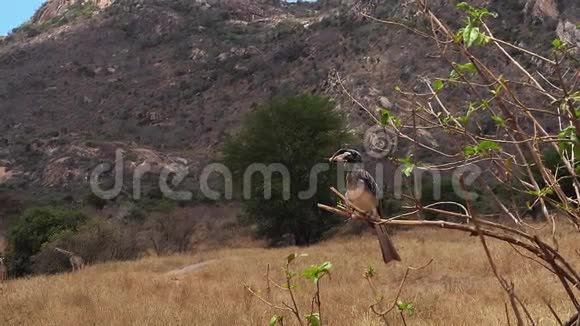 肯尼亚的茨沃公园非洲灰喙有蚱蜢的雄性视频的预览图