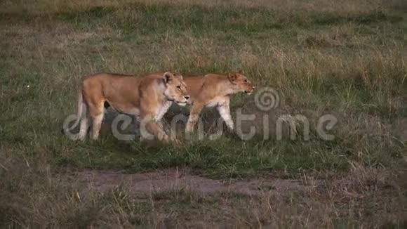 非洲狮子潘蒂拉狮子雌性漫步热带草原马赛马拉公园在肯尼亚视频的预览图