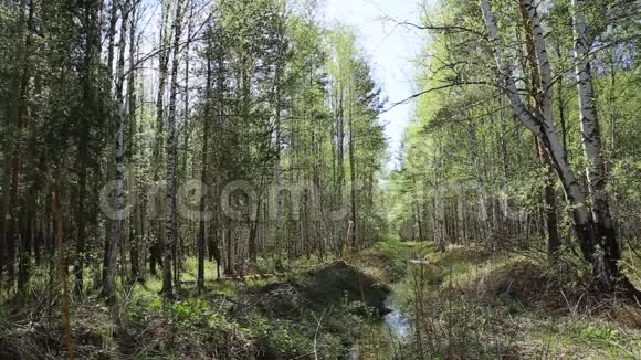 春天的森林小溪视频的预览图