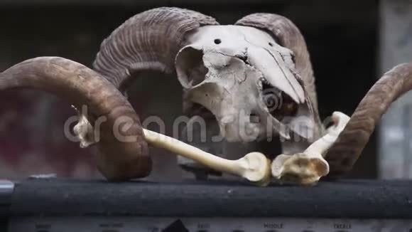 公羊的头骨和骨头成功的属性护身符道具视频的预览图