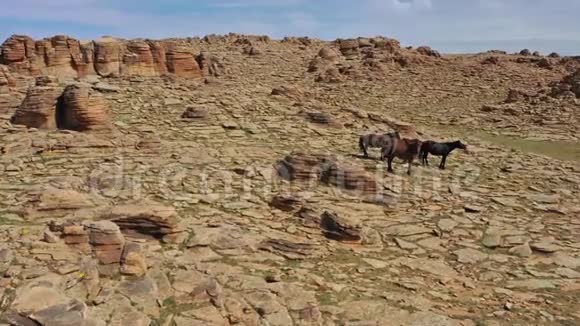 蒙古境内马和岩石的鸟瞰图视频的预览图