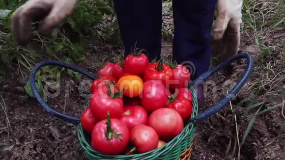 农民收集新鲜番茄收获篮子有机蔬菜关闭视频的预览图
