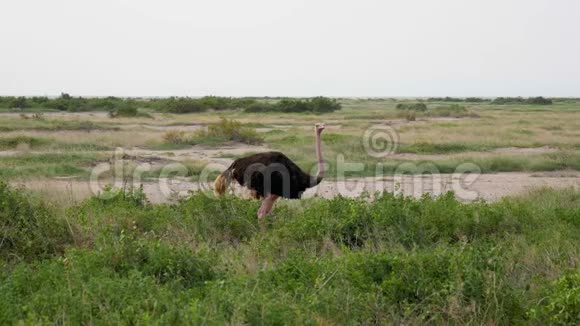 非洲鸵鸟放牧在牧场四处寻找危险视频的预览图