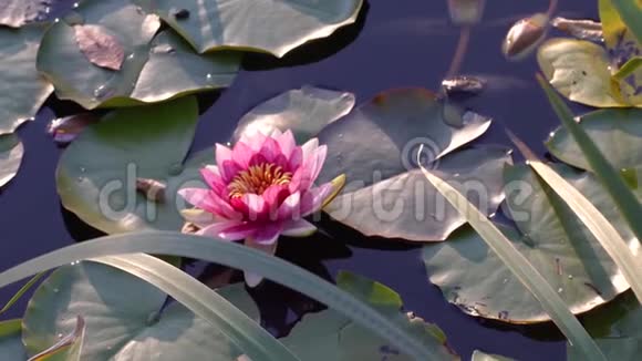 池塘上的粉红色莲花视频的预览图