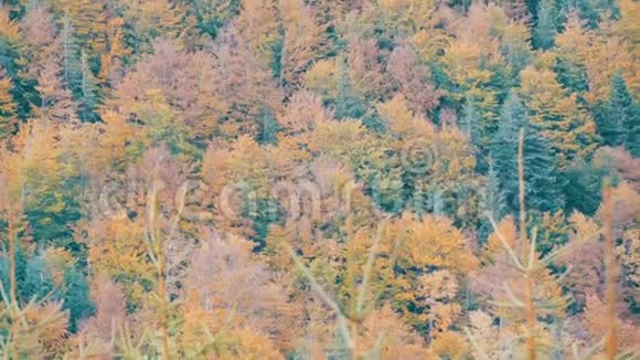 世界上最古老的山脉之一的自然美景喀尔巴阡山脉美丽的多色树叶视频的预览图