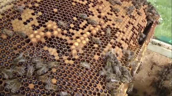 一种建造蜂箱的蜜蜂集合视频的预览图