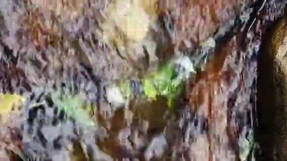 低头看着流动的流水快速地流过被淹没在树枝上的叶子视频的预览图