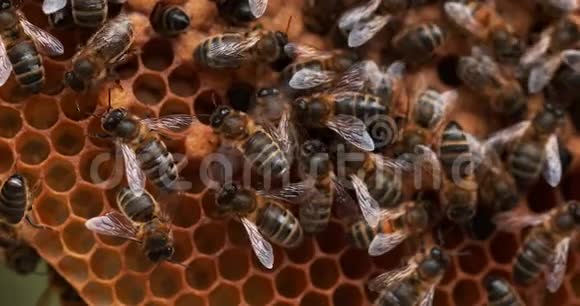 欧洲蜜蜂蜜蜂蜜蜂在野生光线下工作的蜜蜂自然孵化蜜蜂通风诺曼底卷轴时间4K视频的预览图