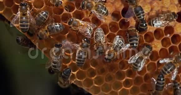欧洲蜜蜂蜜蜂蜜蜂在野生光线下工作的蜜蜂自然孵化蜜蜂通风诺曼底卷轴时间4K视频的预览图