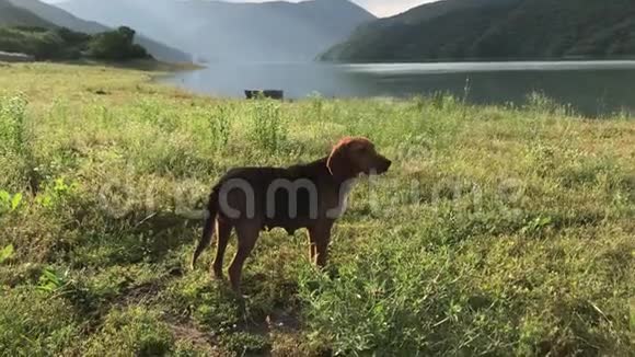 猎狗游戏山的美丽肖像f视频的预览图