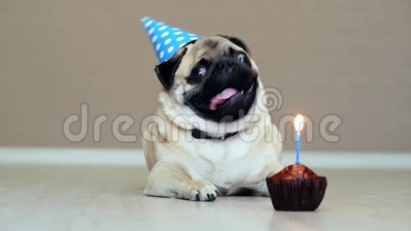 滑稽狗狗的肖像带派对帽生日蛋糕带蜡烛树皮视频的预览图
