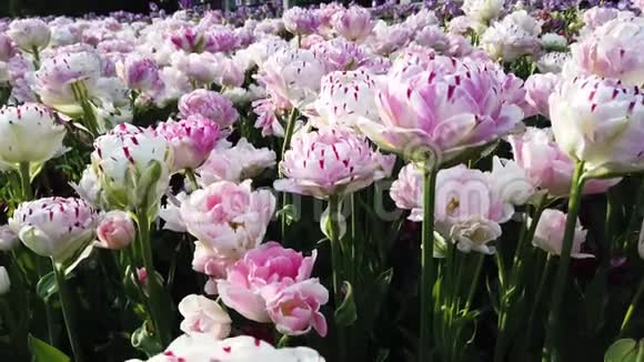 春天的天使郁金香花园视频的预览图