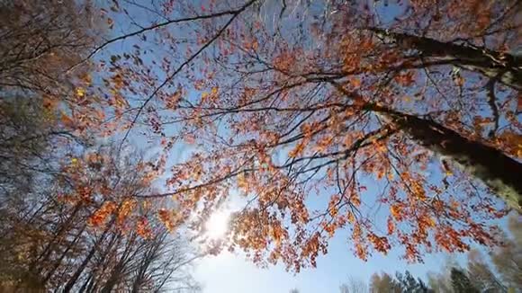 阳光透过红叶照耀镜头移动从下往上看秋树树视频的预览图