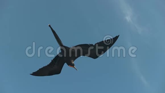 从下面看到一只护卫舰鸟飞在加拉拉戈斯群岛视频的预览图