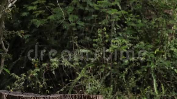 非洲灰蜂托克斯纳苏图成人飞行着陆茨沃公园肯尼亚视频的预览图