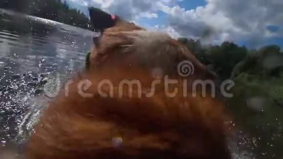 阳光明媚的一天一只背着照相机的橙色狗在游泳视频的预览图