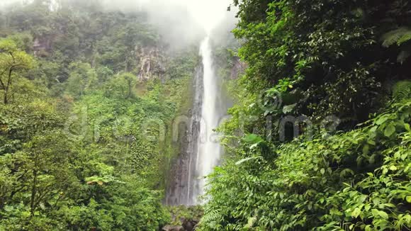 梦幻瀑布和神奇的自然丛林森林里的野河加勒比瓜德罗普视频的预览图