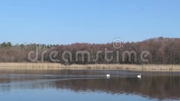 勃兰登堡湖的景观叫沃尔津塞几只天鹅游来游去天空中的一群鹤鸟视频的预览图