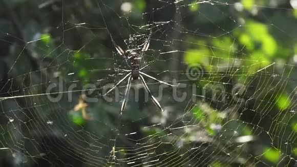 它的蜘蛛网肯尼亚的纳瓦伊沙公园视频的预览图