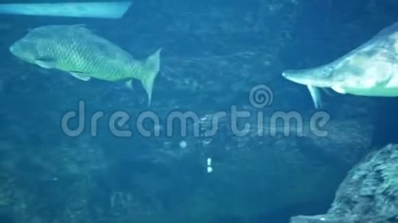 鱼在水下游泳胡索达鱼视频的预览图