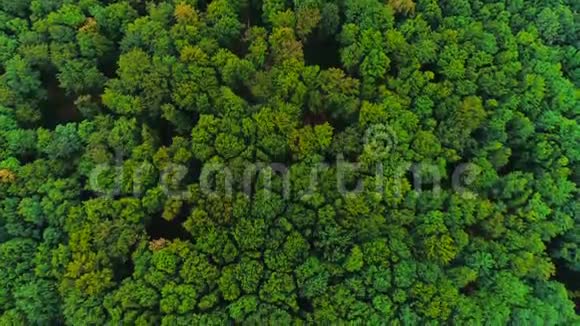 4K鸟瞰图从浓密的混交树梢的绿色森林中升起惊人的自然背景视频的预览图