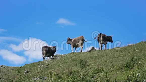奶牛在山上放牧视频的预览图