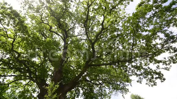 乌克兰最古老的橡树保护森林生态理念视频的预览图