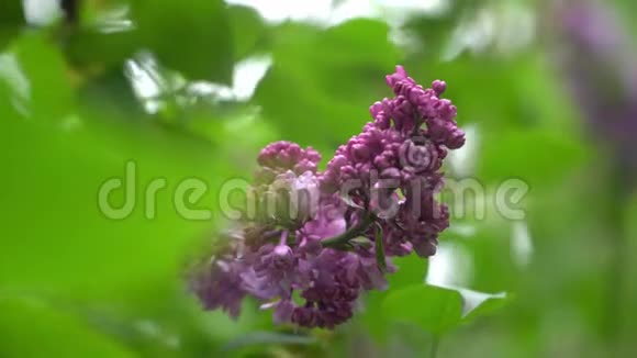 春天盛开的丁香花带阳光的紫色西瑞纳斯特写镜头4k视频的预览图